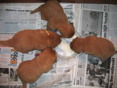 4 puppies eten pap uit een schaal