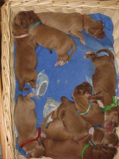 Mandje met 9 pups 24 op geboortedag