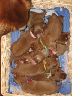 Mandje met 9 pups vier dagen na geboorte.
