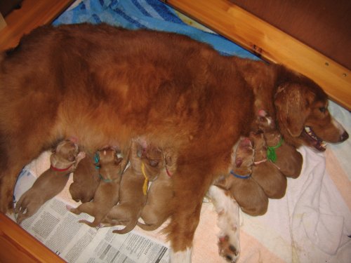 Kyrah met 8 zojuist geboren puppies